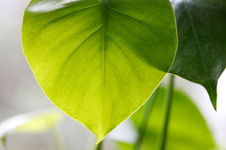 Monstera leaf close-up image, beautiful green indoor plant.の写真素材