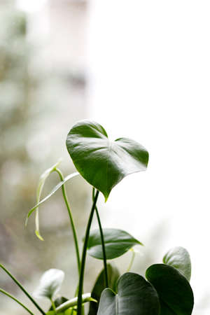 large bright green monstera plant on a window.の写真素材