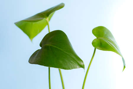 Beautiful monstera leaves on light blue background. Tropical plant