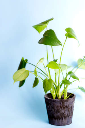 Beautiful monstera leaves on light blue background. Tropical plant