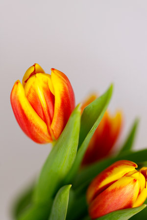 Spring flowers background. Bouquet of yellow tulips on white backgroundの写真素材