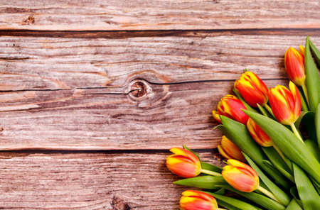 Spring tulips flower on wooden background. Tulip, gardening concept.