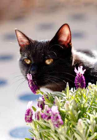 Little black cat snifing lavender plant. Spring gardening concept.の写真素材