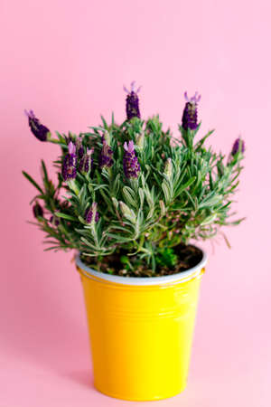 Fresh lavender flowers on pink background, copy spaceの写真素材