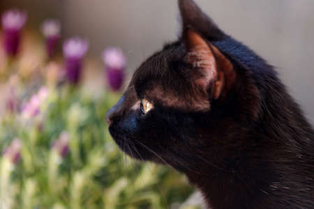 Little black cat snifing lavender plant. Spring gardening concept.の写真素材