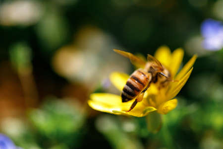 Detail of bee or honeybee in Latin Apis Mellifera, european or western honey bee sitting on the...