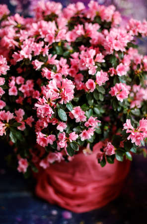Beautiful Japanese pink Azalea flowers cut into a dense shrubbery. Full in bloom in may, springtime. Background full of flowers.の写真素材