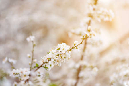 Cherry blossom in full bloom. Cherry flowers in small clusters on a cherry tree branch, fading in to white. Shallow depth of field. Focus on center flower cluster.の写真素材