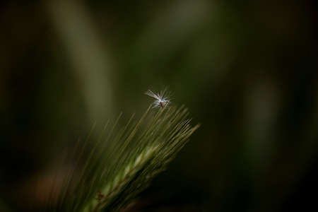 Floral summer spring background. Grass close-up in a field on nature. Colorful artistic image, free...