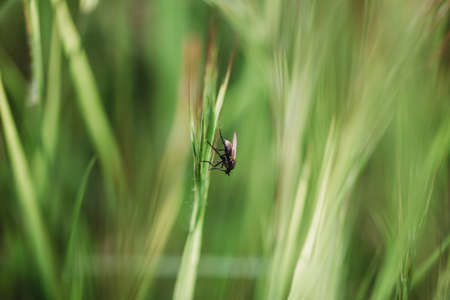 Floral summer spring background. Grass close-up in a field on nature. Colorful artistic image, free copy spaceの写真素材