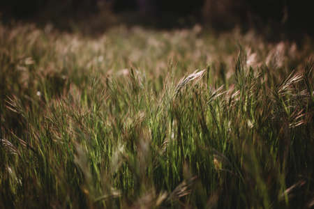 Floral summer spring background. Grass close-up in a field on nature. Colorful artistic image, free copy spaceの写真素材