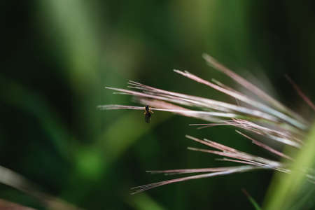 Floral summer spring background. Grass close-up in a field on nature. Colorful artistic image, free copy spaceの写真素材