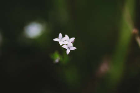 Floral summer spring background. Grass close-up in a field on nature. Colorful artistic image, free copy spaceの写真素材