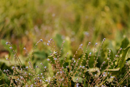 Floral summer spring background. Grass close-up in a field on nature. Colorful artistic image, free...