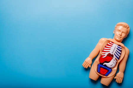 Human body Montessori toy on blue background. Concept of learning human anatomy with body system by using friendly materials for kids.の写真素材