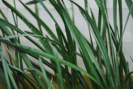 Green grass with drops of water dew in morning light in spring summer outdoors close-up macro, grain added.の写真素材
