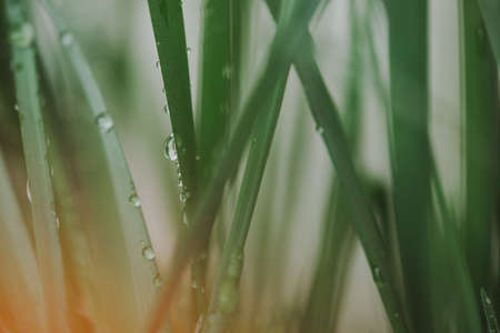 Green grass with drops of water dew in morning light in spring summer outdoors close-up macro, grain...