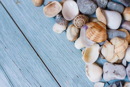 Summer beach background, seashells on light blue background. Top view. Sea summer vacation...