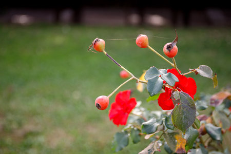 Blooming rosehip flower, beautiful red flower on a bush branchの写真素材