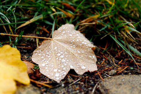 Beautiful green leaf texture with drops of water.