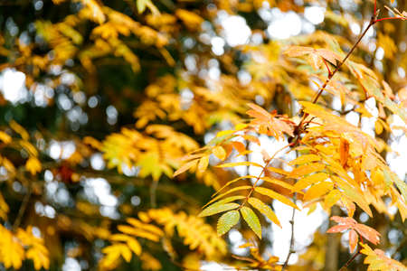 Autumn forest background. Vibrant color tree, red orange foliage in fall park.の写真素材