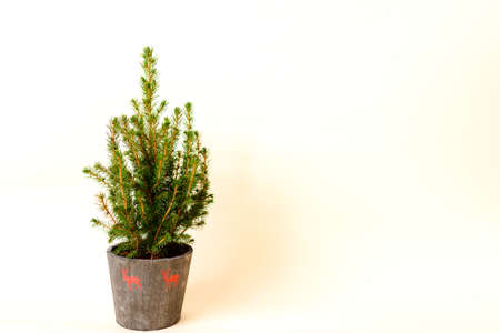 Potted fir tree, Christmas tree without decorations in a large pot on beige backgroundの写真素材