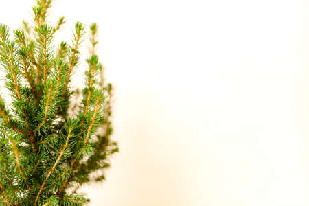 Potted fir tree, Christmas tree without decorations in a large pot on beige background