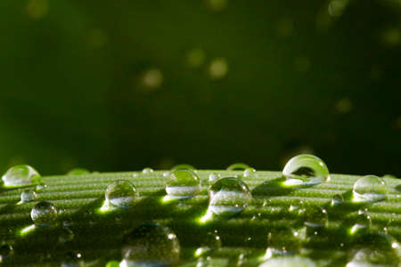 Macro shot of water or dew drops on green leaves.の写真素材