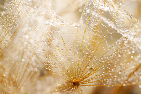 Macro shot of dandelion with water drops. Nature background with dandelions.