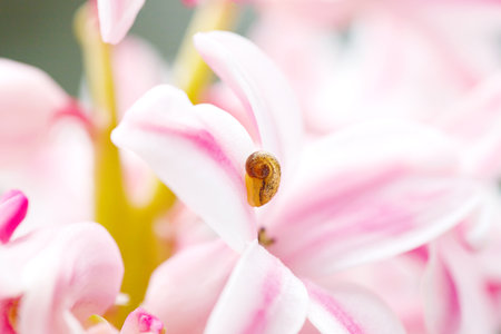Little snail on flower. Nature background with flowers.の写真素材
