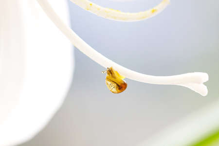 Little snail on flower. Nature background with flowers.の写真素材