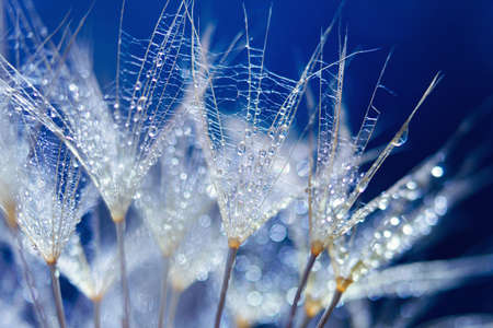 Macro shot of dandelion with water drops. Nature background with dandelions.