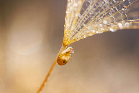 Little snail on dandelion flower. Nature background with dandelionの写真素材