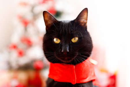 Cute christmas cat with christmas tree and presents. Adorable greeting card. Happy New Yearの写真素材