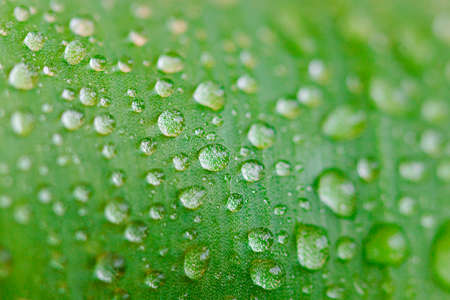 Close up view of violet tulip petal with water drops