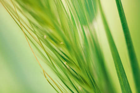 Spring awakening in the morning.の写真素材