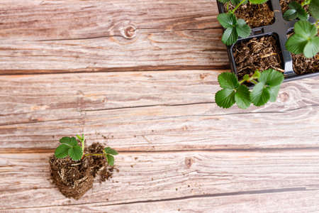 Potted strawberry plants with green leaves on wooden background.