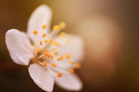 Blossoming cherry trees in spring, Spring Background.