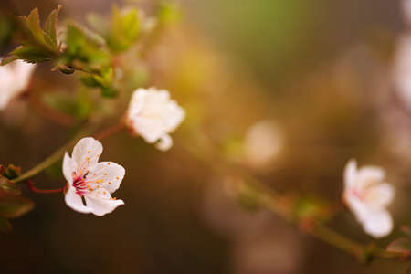 Blossoming cherry trees in spring, Spring Background.の写真素材