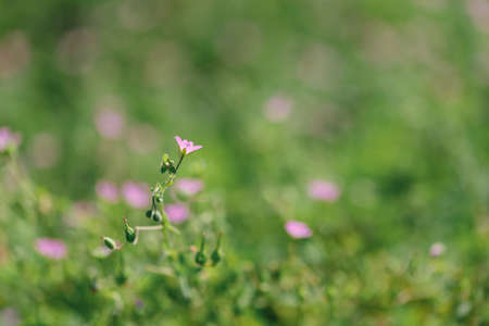 The blooming plant Geranium molle with dark-pink flowers close-up grows on a sunny, spring day in the meadow.の写真素材