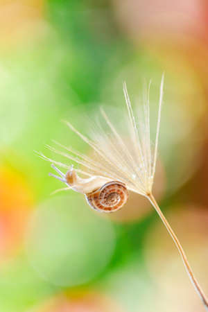Close-Up Of Snail On Yellow Flowerの写真素材