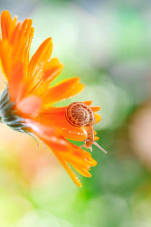 Close-Up Of Snail On Yellow Flowerの写真素材