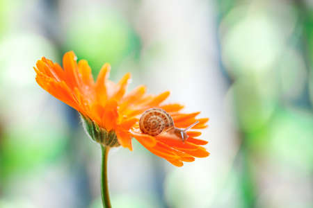 Close-Up Of Snail On Yellow Flower