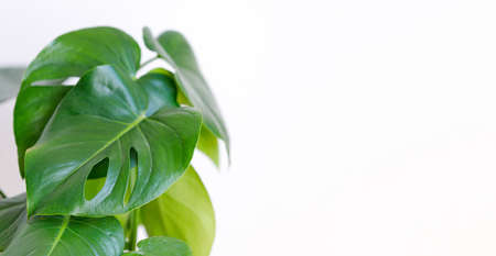 Monstera deliciosa houseplant in bright sunlight.の写真素材