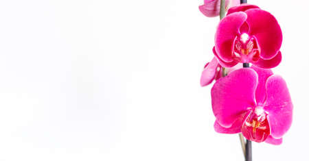 Orchid flower in orchid garden for beauty and agriculture concept design. Vanda Orchidaceae.の写真素材
