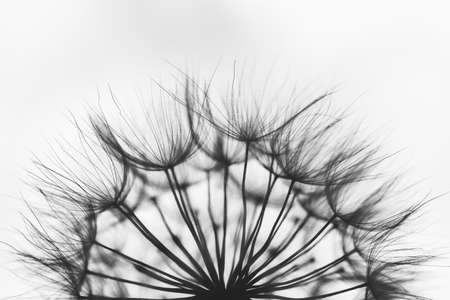 Abstract dandelion flower background. Dandelion. Macro