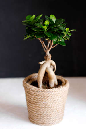 ficus microcarpa Ginseng ornamental potted plant for gardening.の写真素材