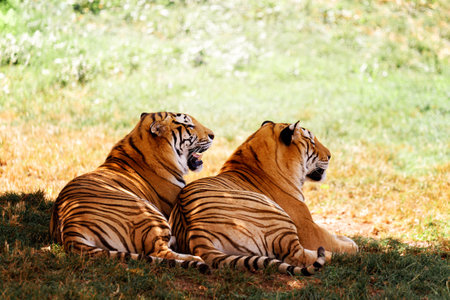 Bengal tigers in the zoo