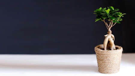 ficus microcarpa Ginseng ornamental potted plant for gardening.の写真素材