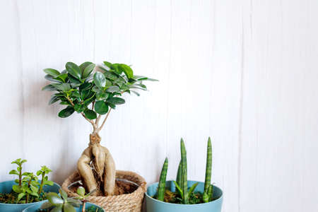 Window corner full of house plants.